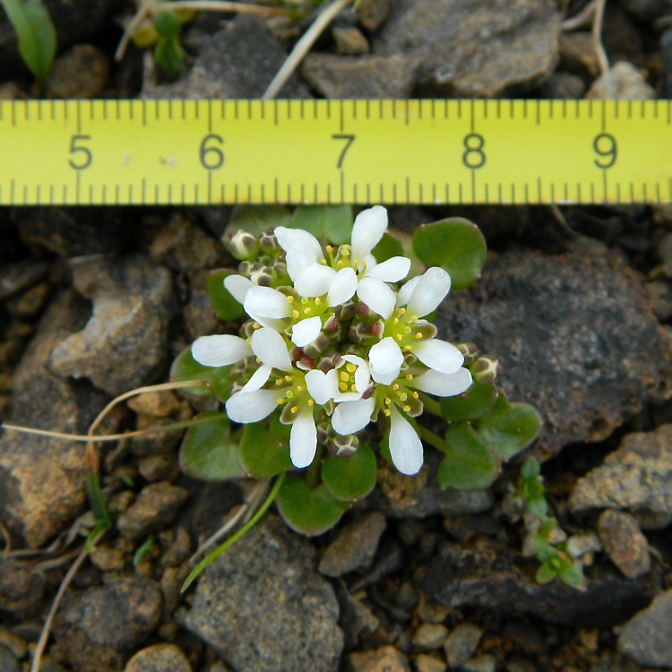 Image of genus Cochlearia specimen.