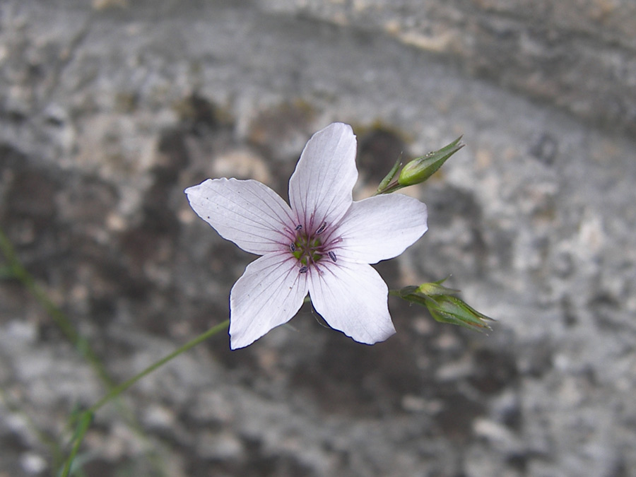 Image of Linum tenuifolium specimen.