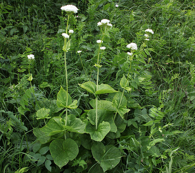 Image of Valeriana alliariifolia specimen.