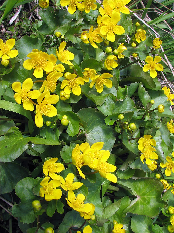 Изображение особи Caltha palustris.