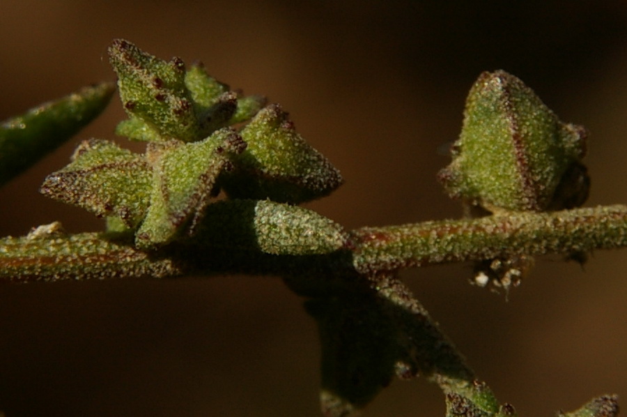 Изображение особи Atriplex patula.