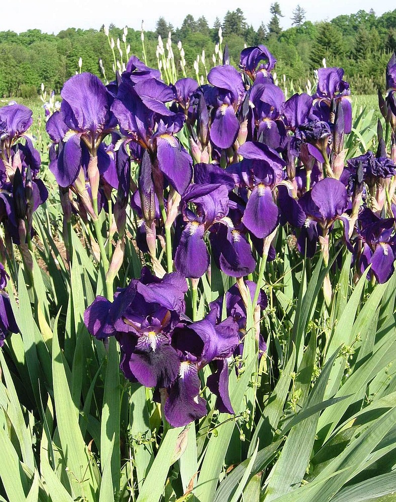 Image of Iris germanica specimen.