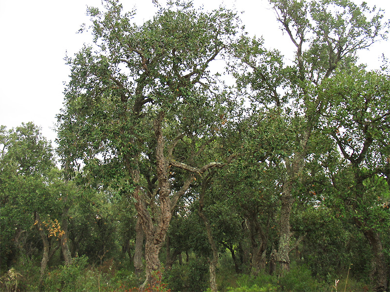 Изображение особи Quercus suber.