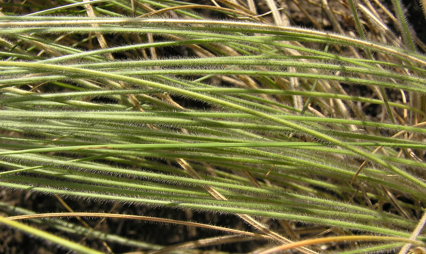 Изображение особи Stipa dasyphylla.