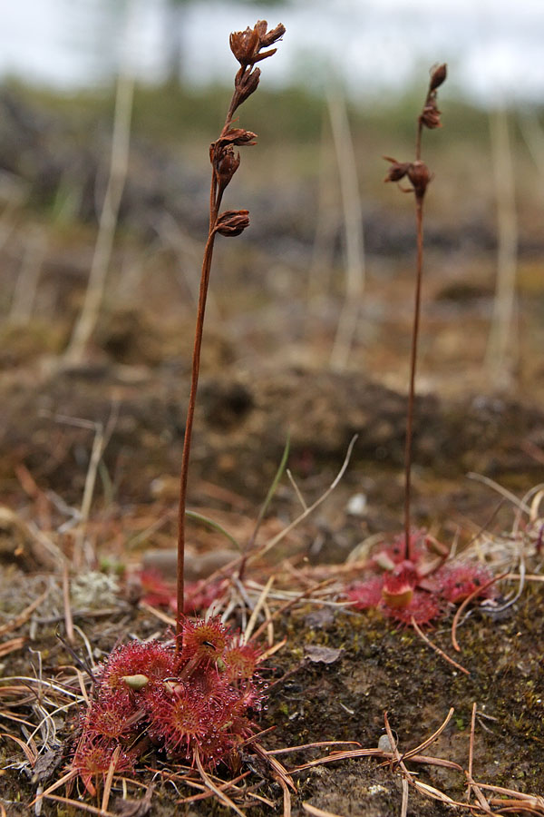 Изображение особи Drosera rotundifolia.