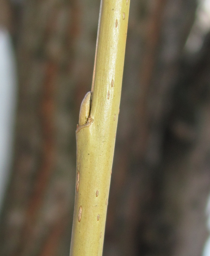 Image of Salix &times; fragilis specimen.