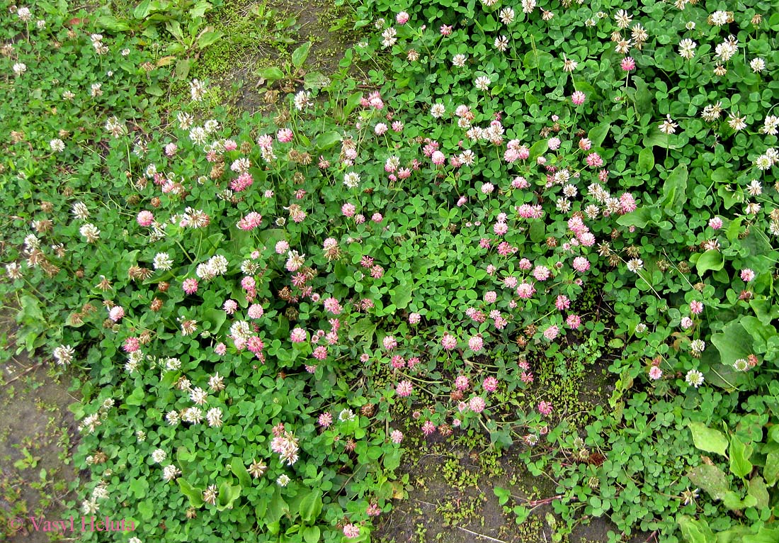 Image of Trifolium hybridum specimen.