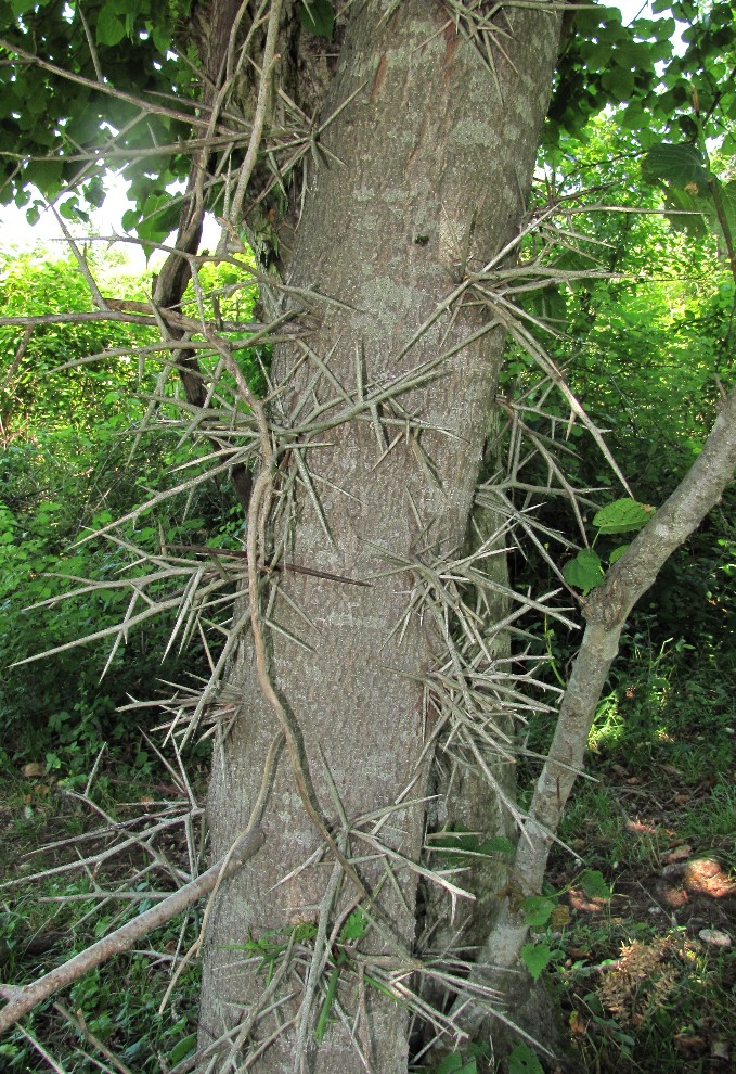 Image of Gleditsia triacanthos specimen.