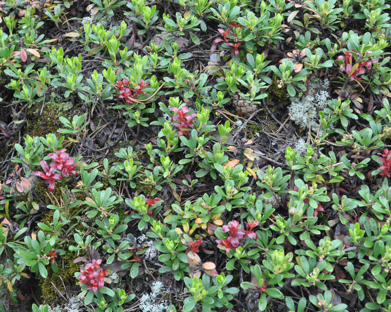 Изображение особи Arctostaphylos uva-ursi.