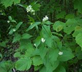 Vincetoxicum hirundinaria. Верхушки цветущих растений. Курская обл., г. Железногорск, лесопарковая зона. 9 июня 2006 г.