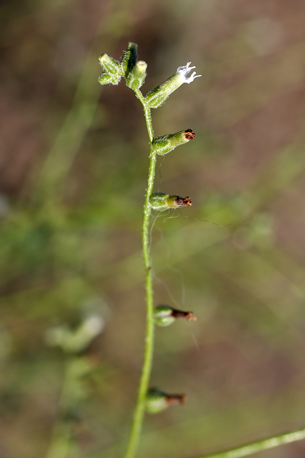 Изображение особи Heliotropium dasycarpum.