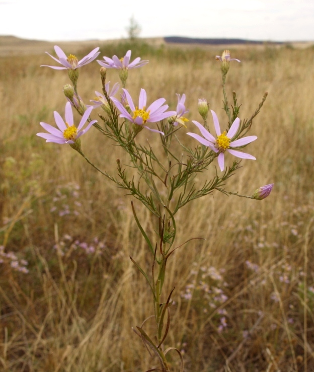 Image of Galatella angustissima specimen.