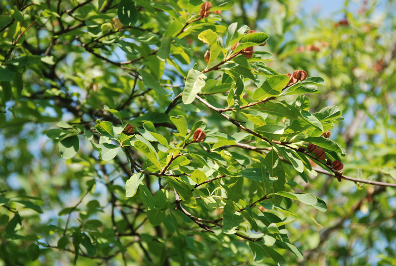 Image of Exochorda racemosa specimen.