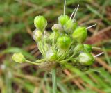 Смотреть изображение Allium ericetorum