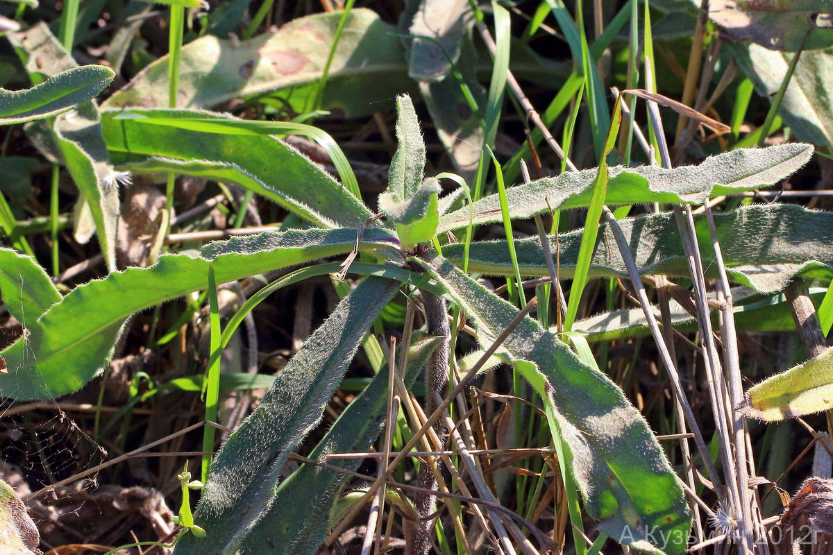 Изображение особи Anchusa ochroleuca.