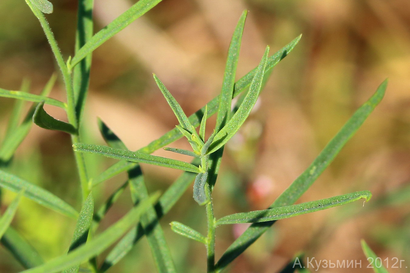 Image of Linaria vulgaris specimen.