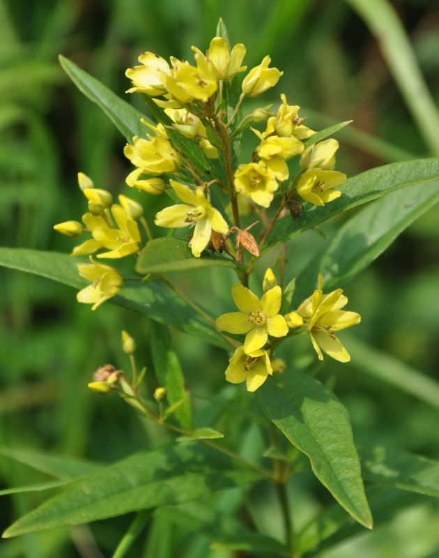 Изображение особи Lysimachia davurica.