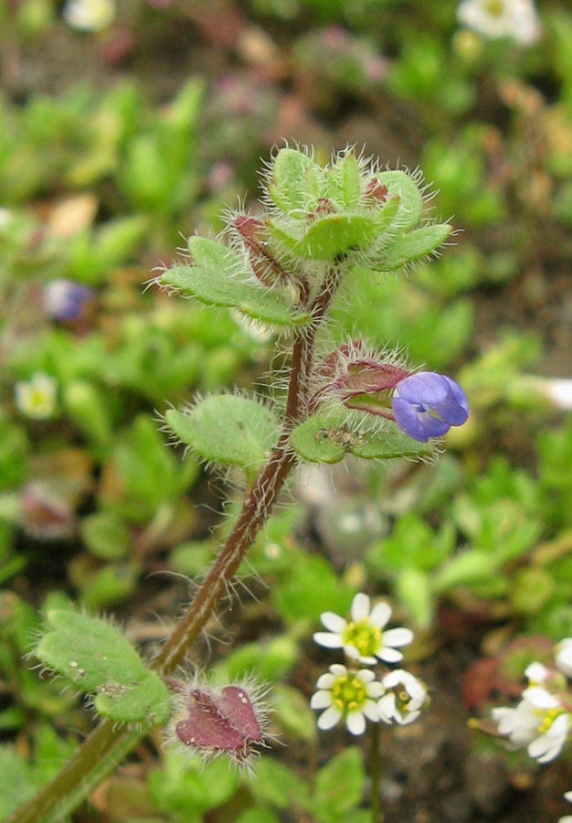 Image of Veronica triloba specimen.