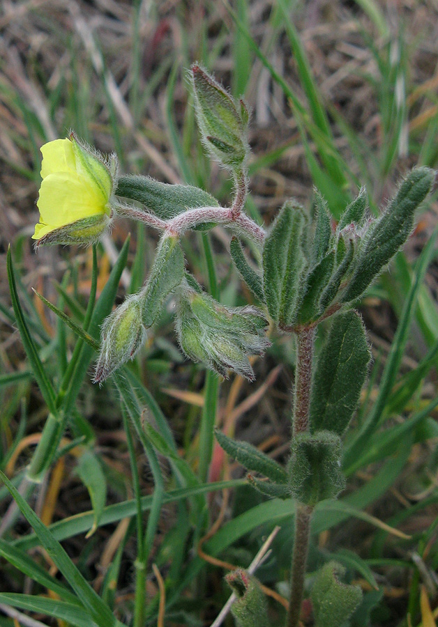 Изображение особи Helianthemum salicifolium.