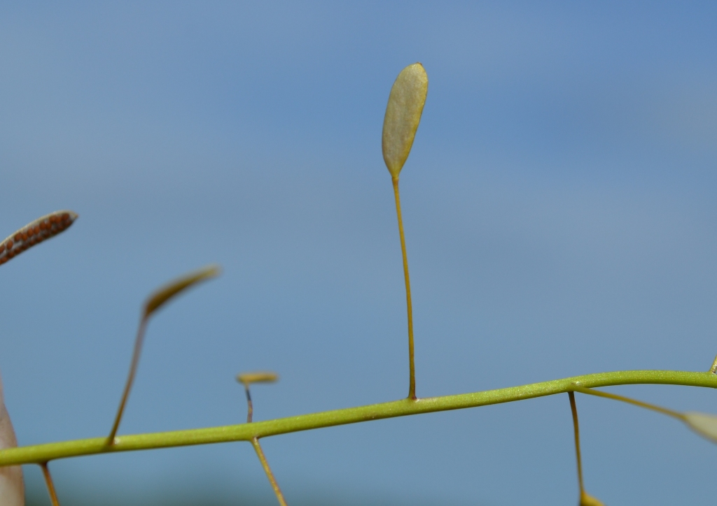 Image of Draba nemorosa specimen.