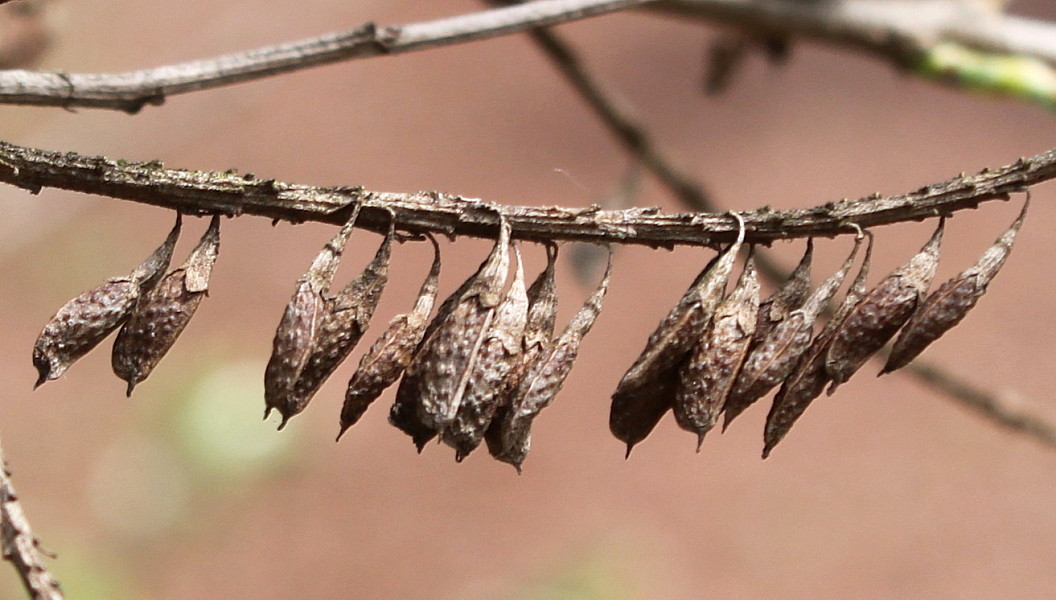 Image of Amorpha fruticosa specimen.