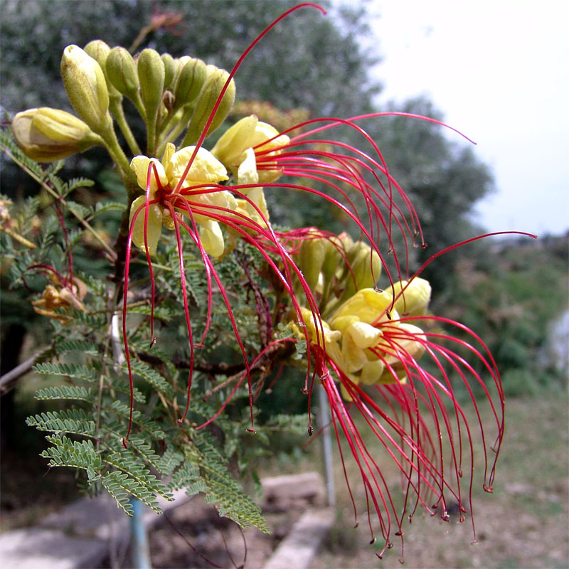 Image of Caesalpinia gilliesii specimen.