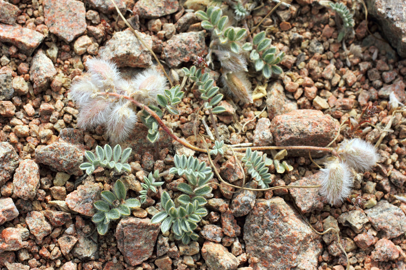 Image of Oxytropis jucunda specimen.