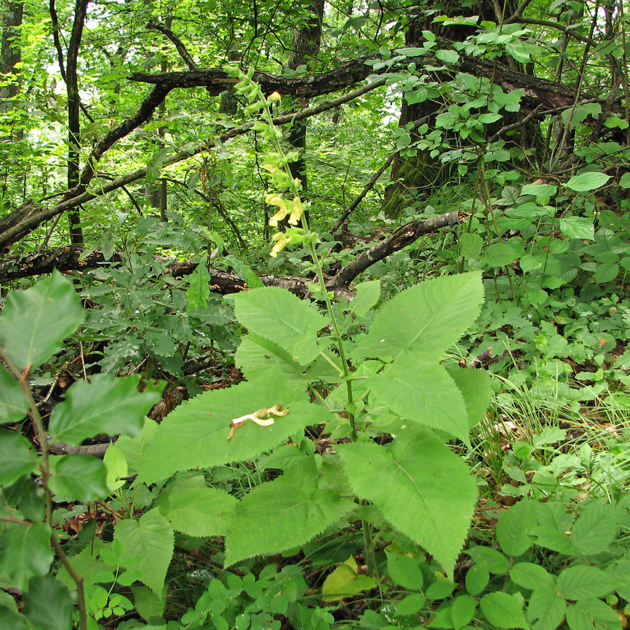 Image of Salvia glutinosa specimen.