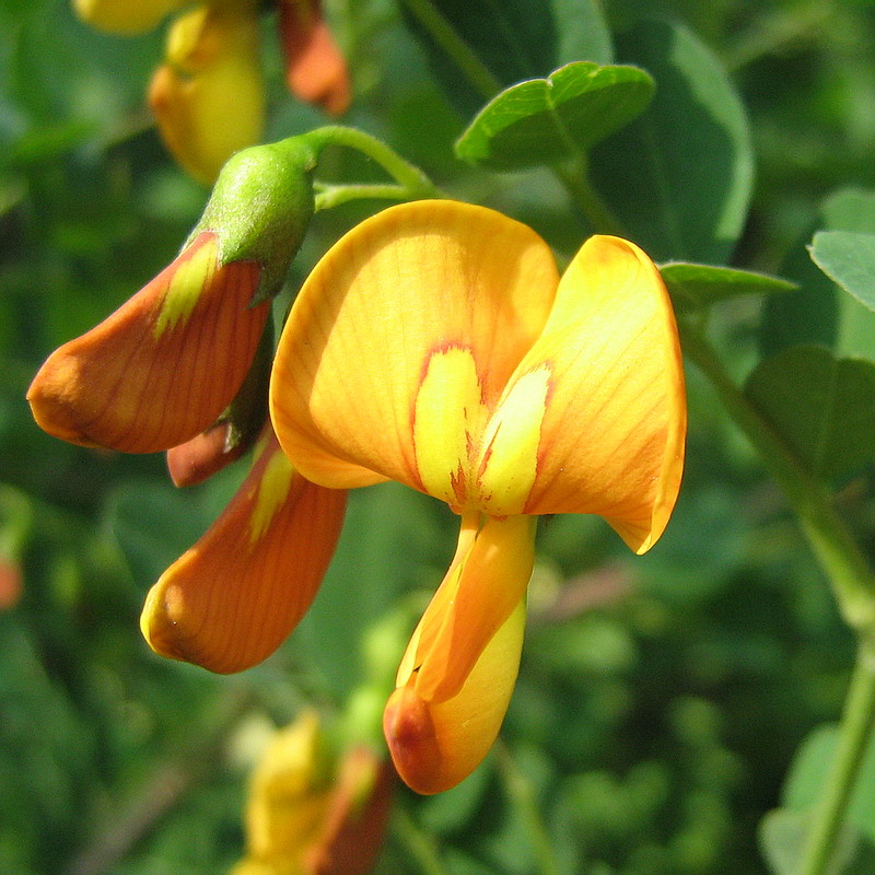 Image of Colutea orientalis specimen.