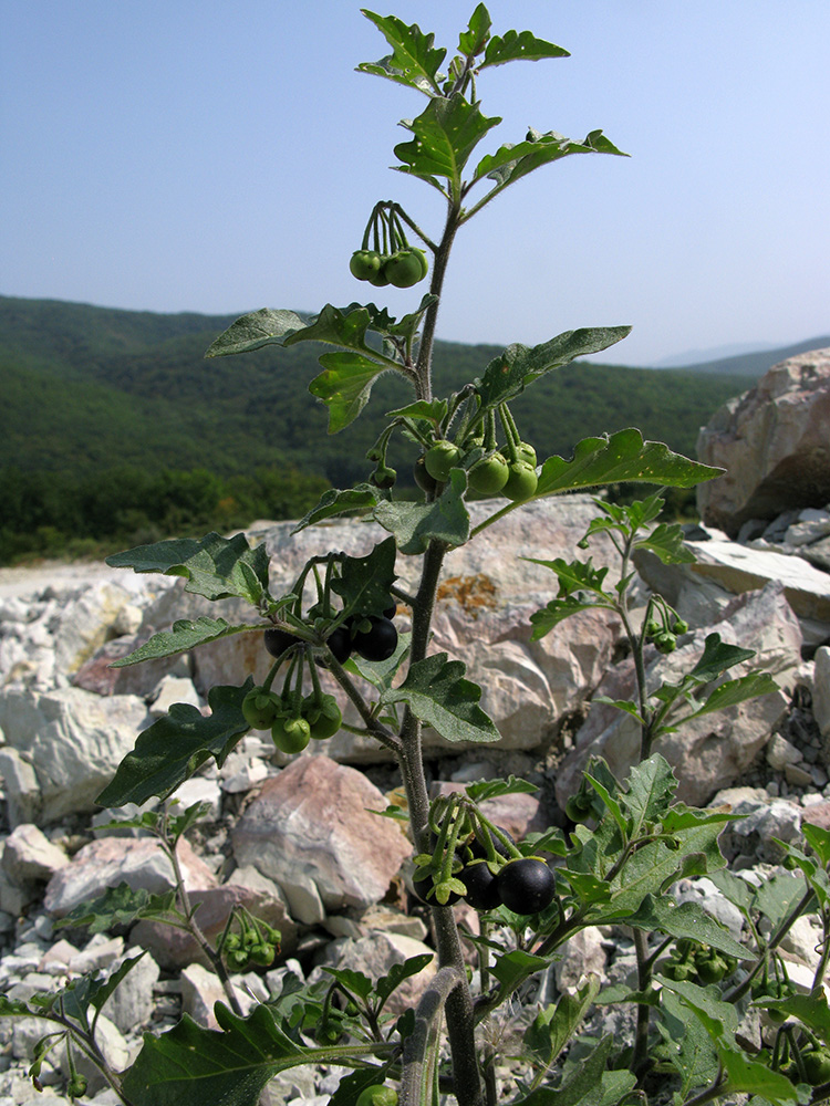 Изображение особи Solanum nigrum ssp. schultesii.