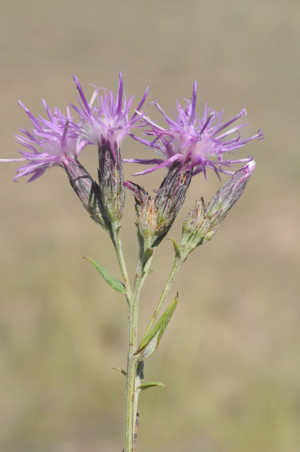 Image of Saussurea ninae specimen.