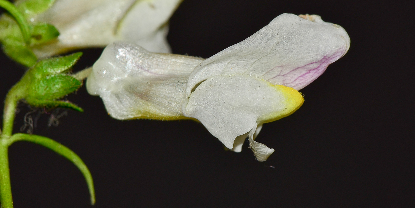 Image of Antirrhinum siculum specimen.