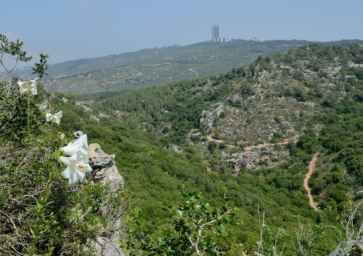 Image of Lilium candidum specimen.