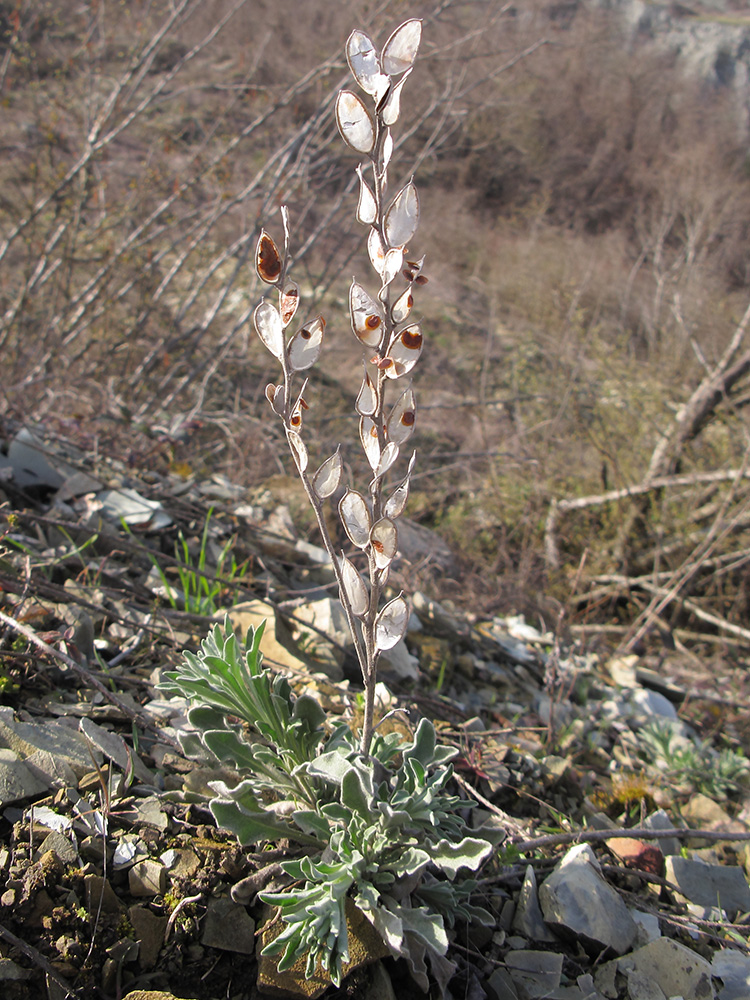 Image of Fibigia eriocarpa specimen.