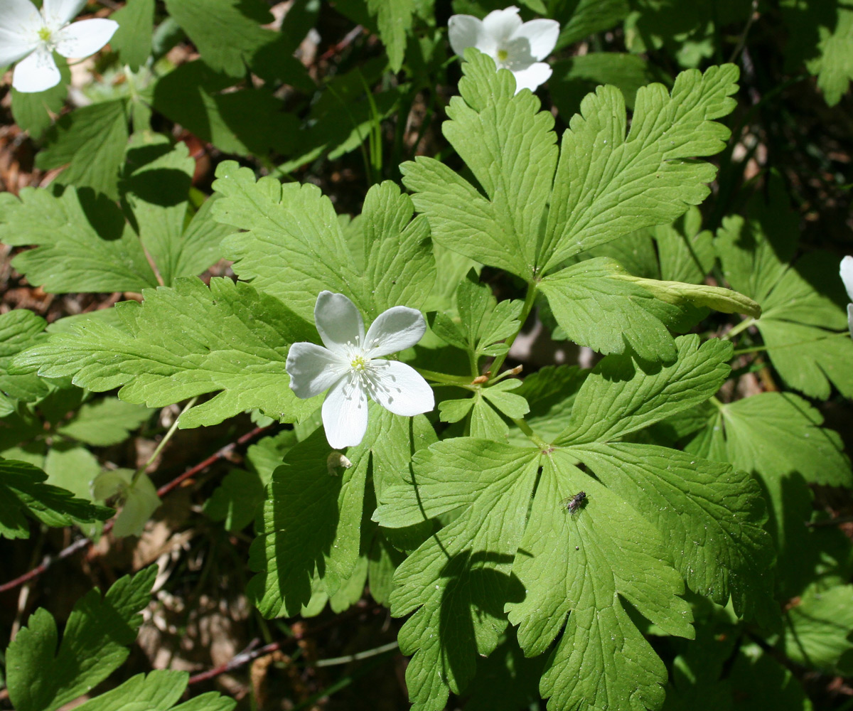 Image of Anemone umbrosa specimen.