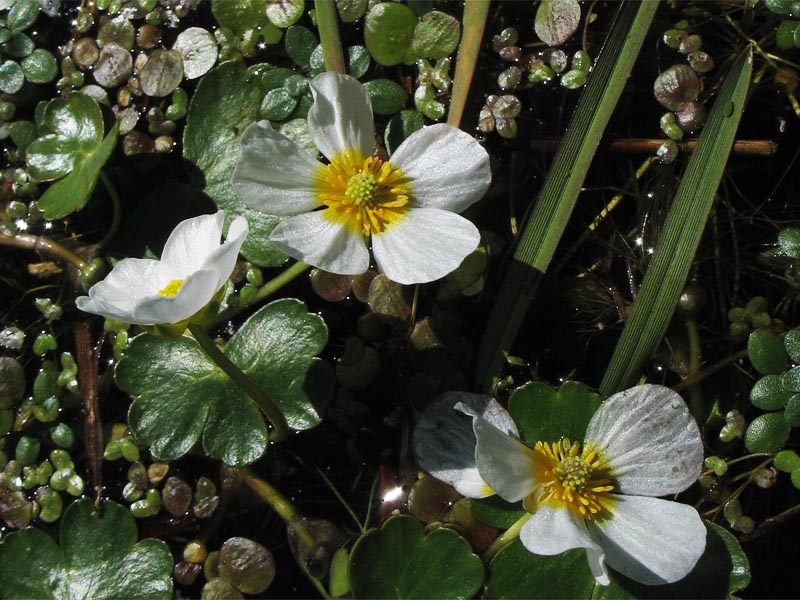 Изображение особи Ranunculus peltatus.