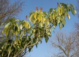 Trochodendron aralioides