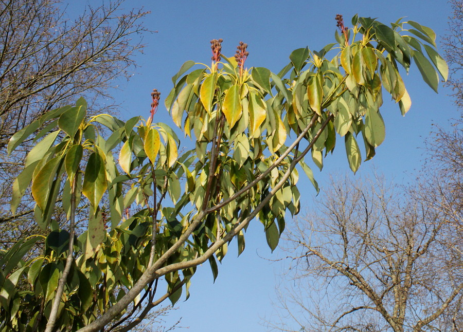 Изображение особи Trochodendron aralioides.