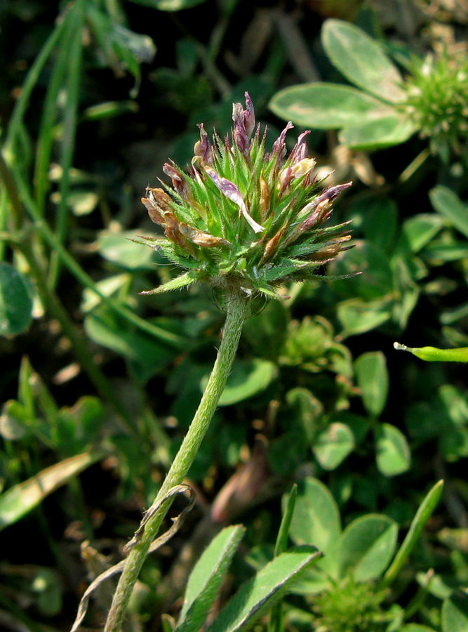 Image of Trifolium scabrum specimen.