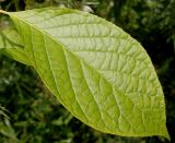 Pterostyrax hispidus. Лист. Германия, г. Дюссельдорф, Ботанический сад университета. 02.06.2014.