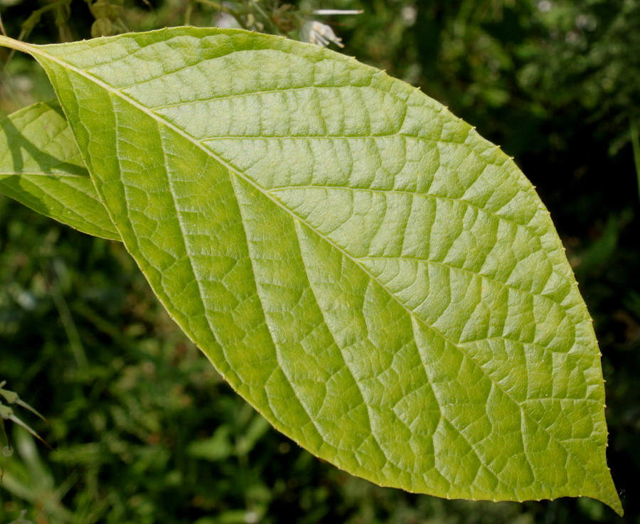 Image of Pterostyrax hispidus specimen.