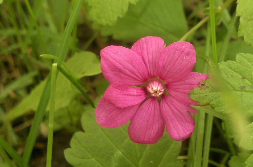 Изображение особи Rubus arcticus.