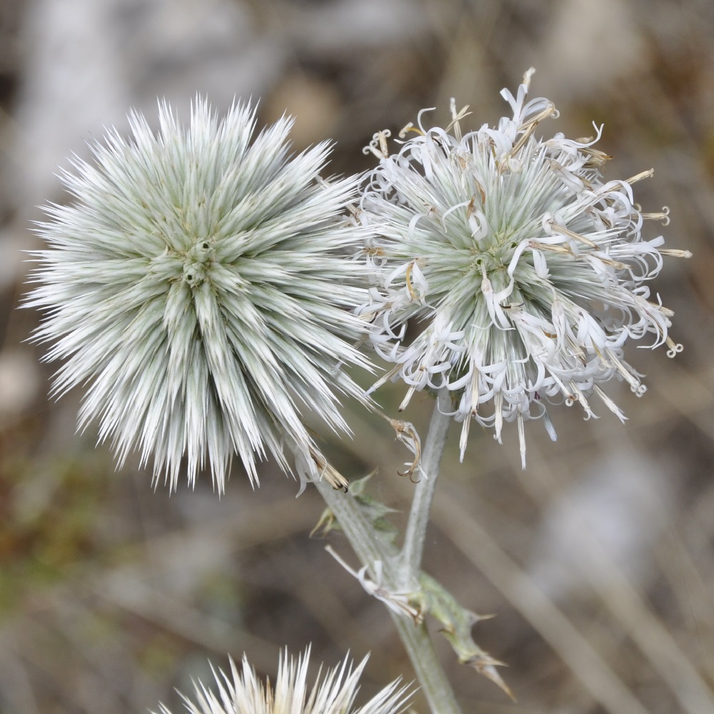 Изображение особи Echinops albidus.