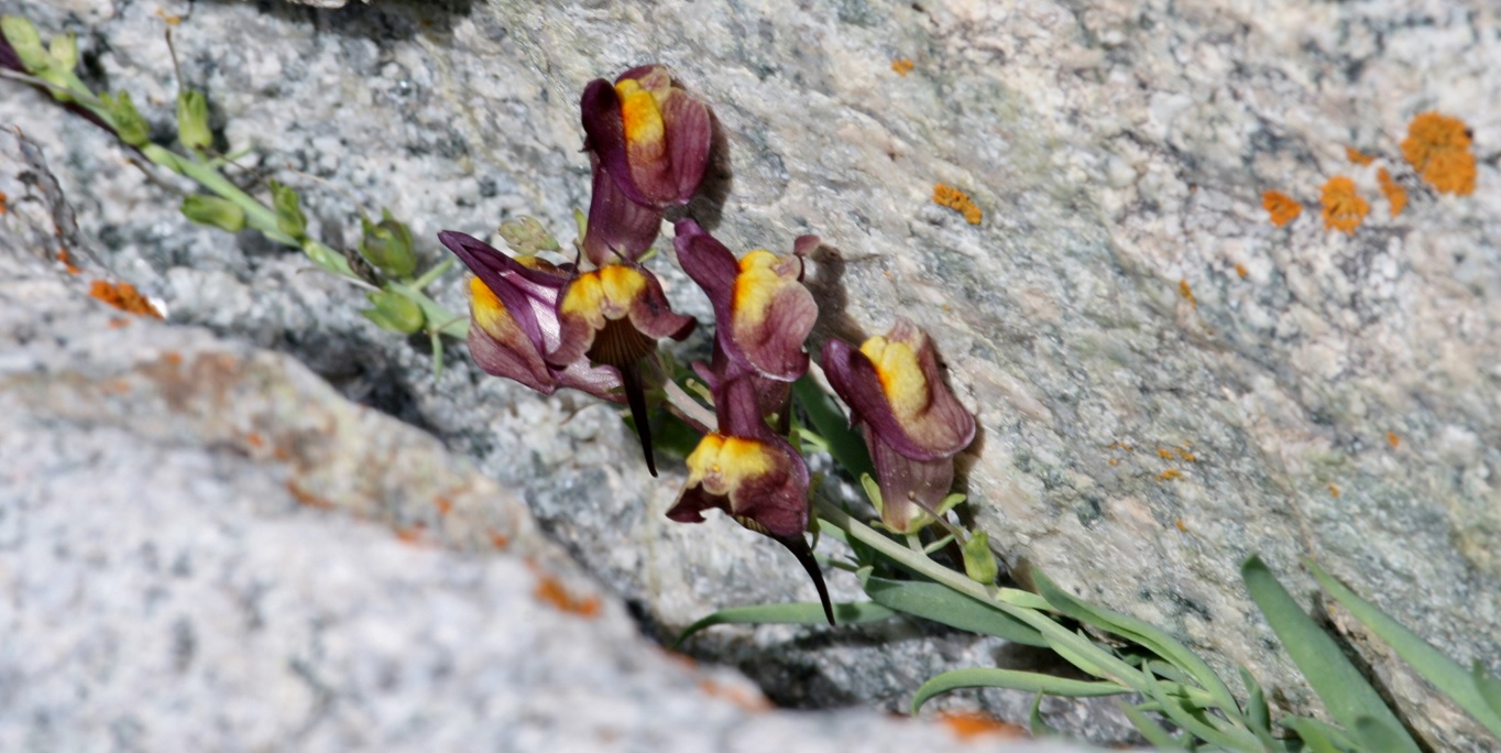 Image of Linaria transiliensis specimen.