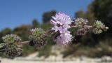 Mentha pulegium