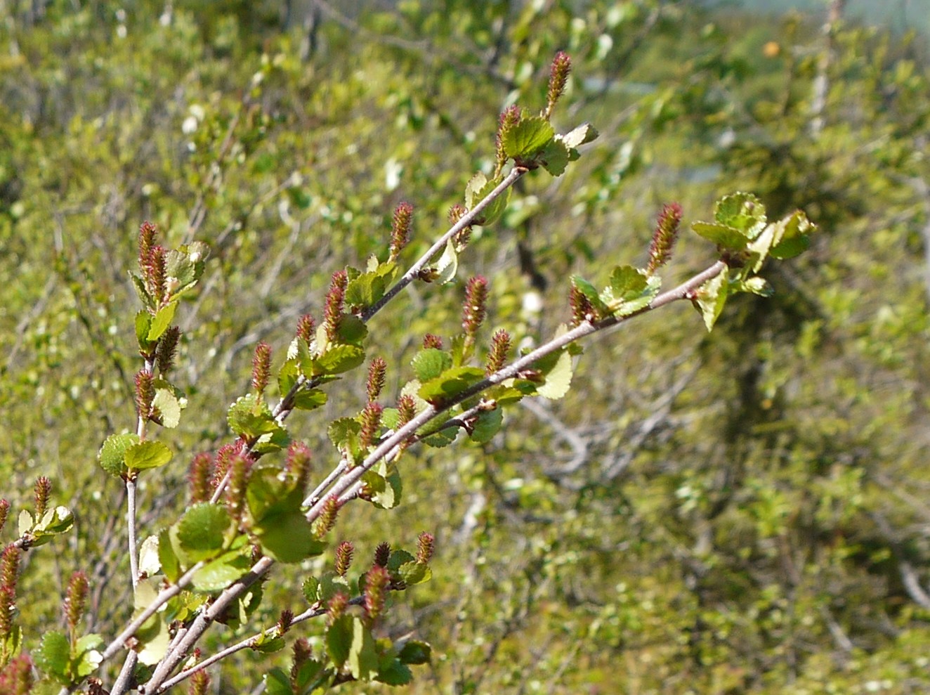 Изображение особи Betula nana.