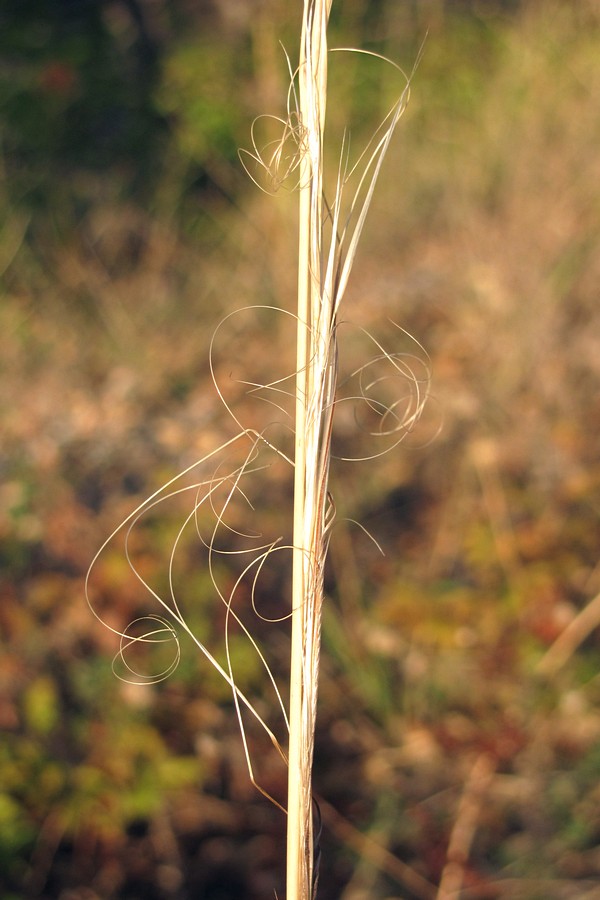 Изображение особи Stipa capillata.