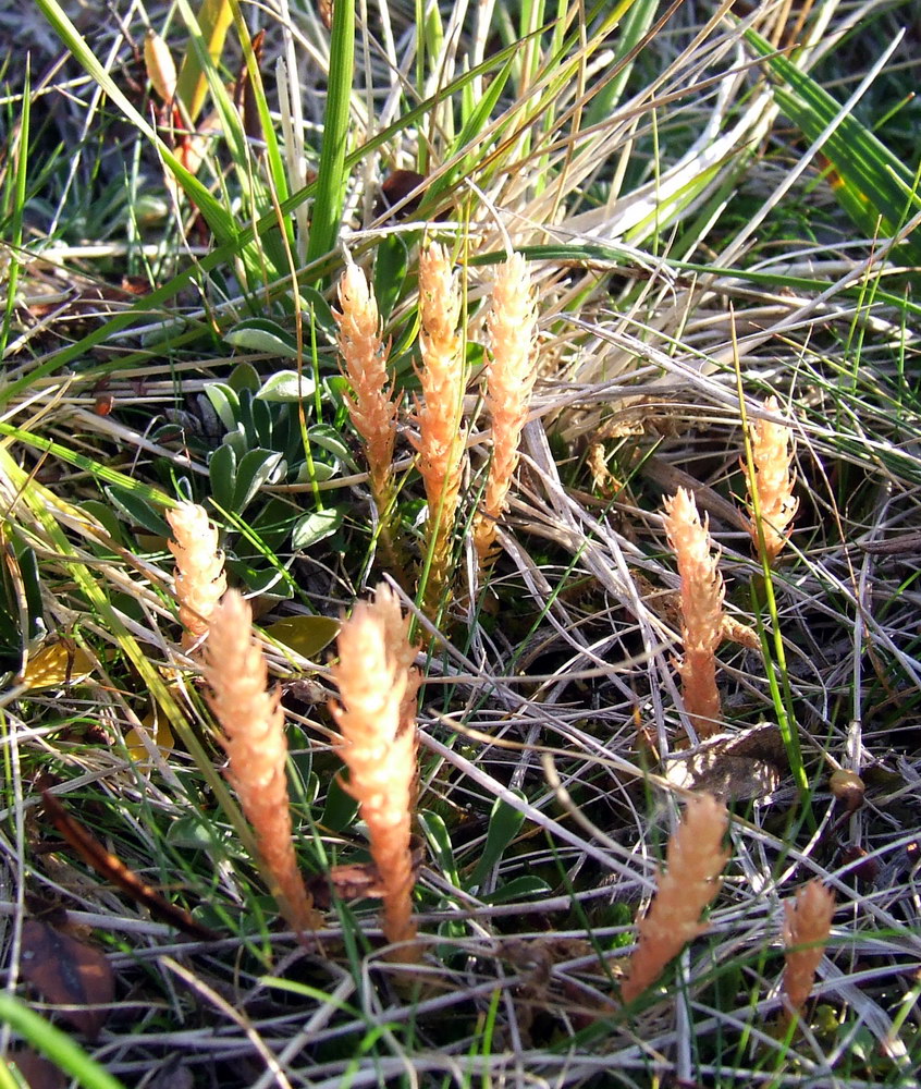 Image of Selaginella selaginoides specimen.