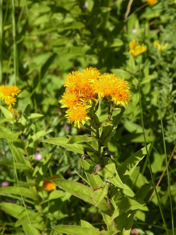 Image of Inula germanica specimen.