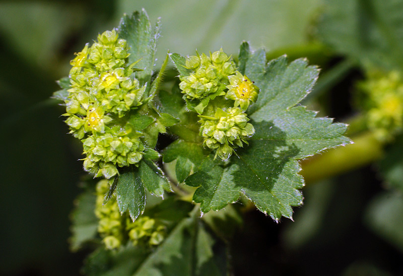 Image of genus Alchemilla specimen.